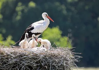 White Storks in Portugal