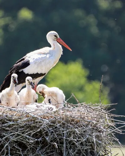 White Storks in Portugal