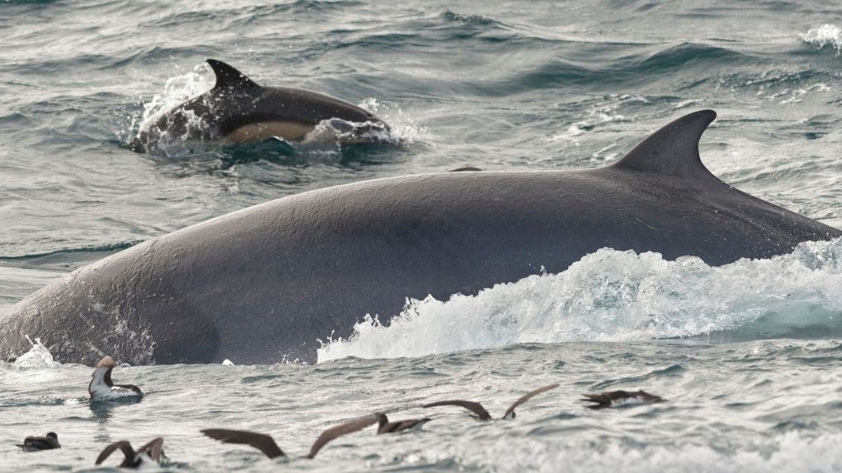 长须鲸- The Portugal News