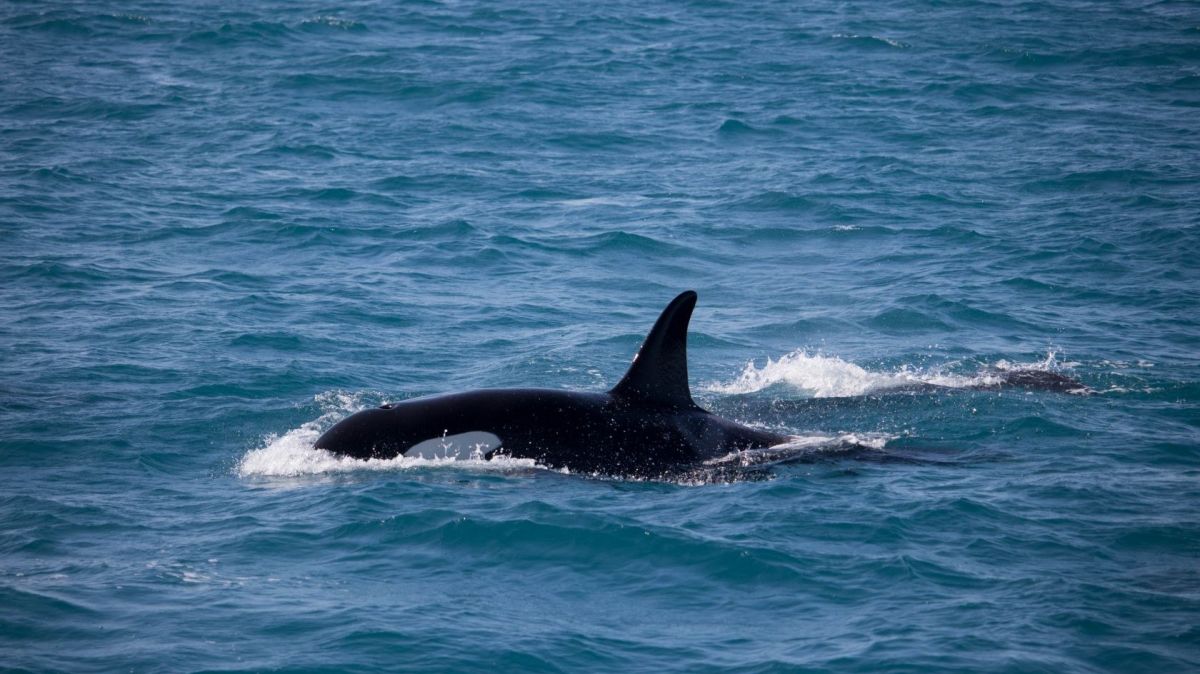 Orcas filmed attacking boat off Portugal coast
