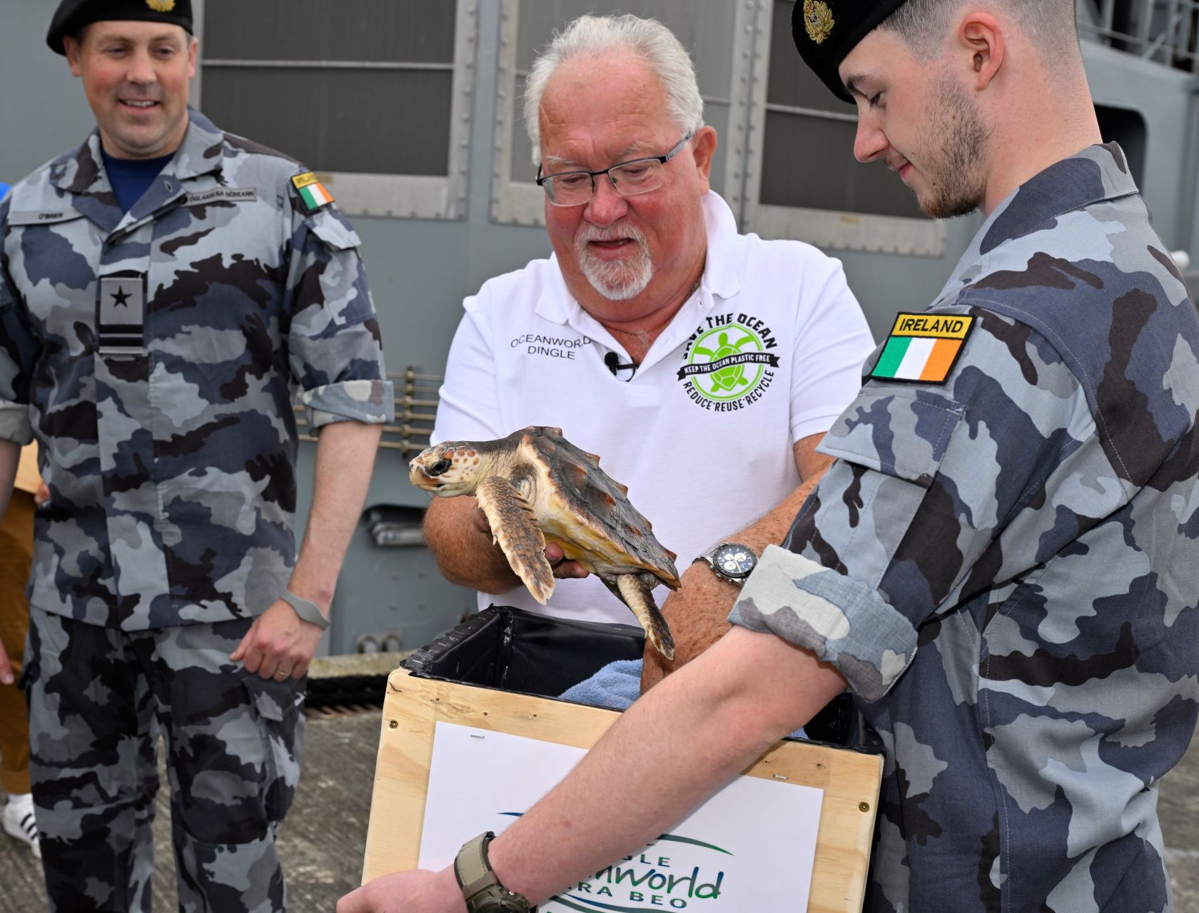 Turtle Got The luck of the Irish - The Portugal News