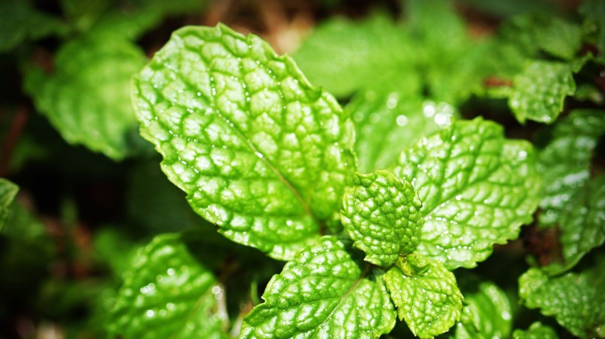 are menthol cigarettes banned in portugal Flavoured E-cigarettes ban