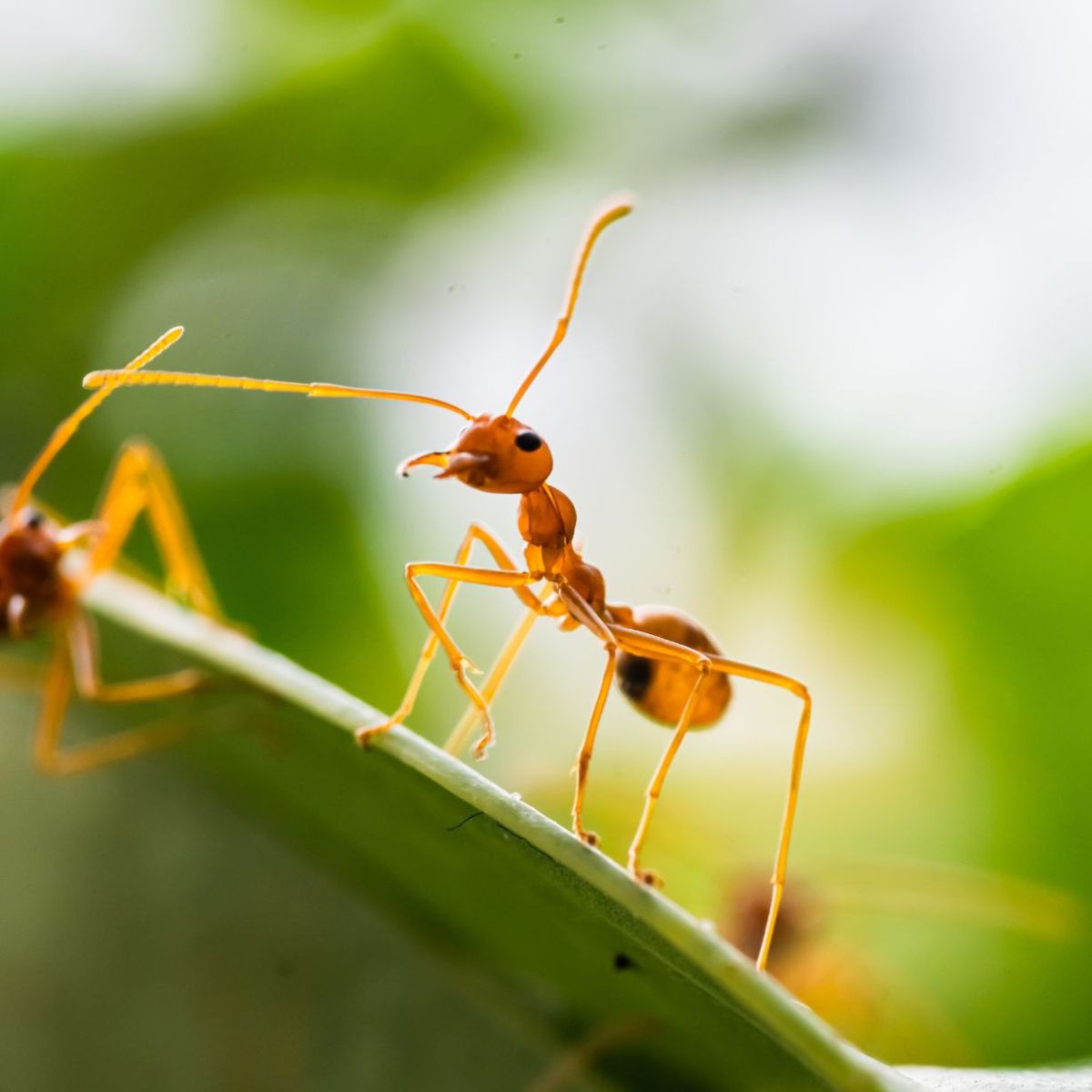 Ants always seem so busy… - The Portugal News