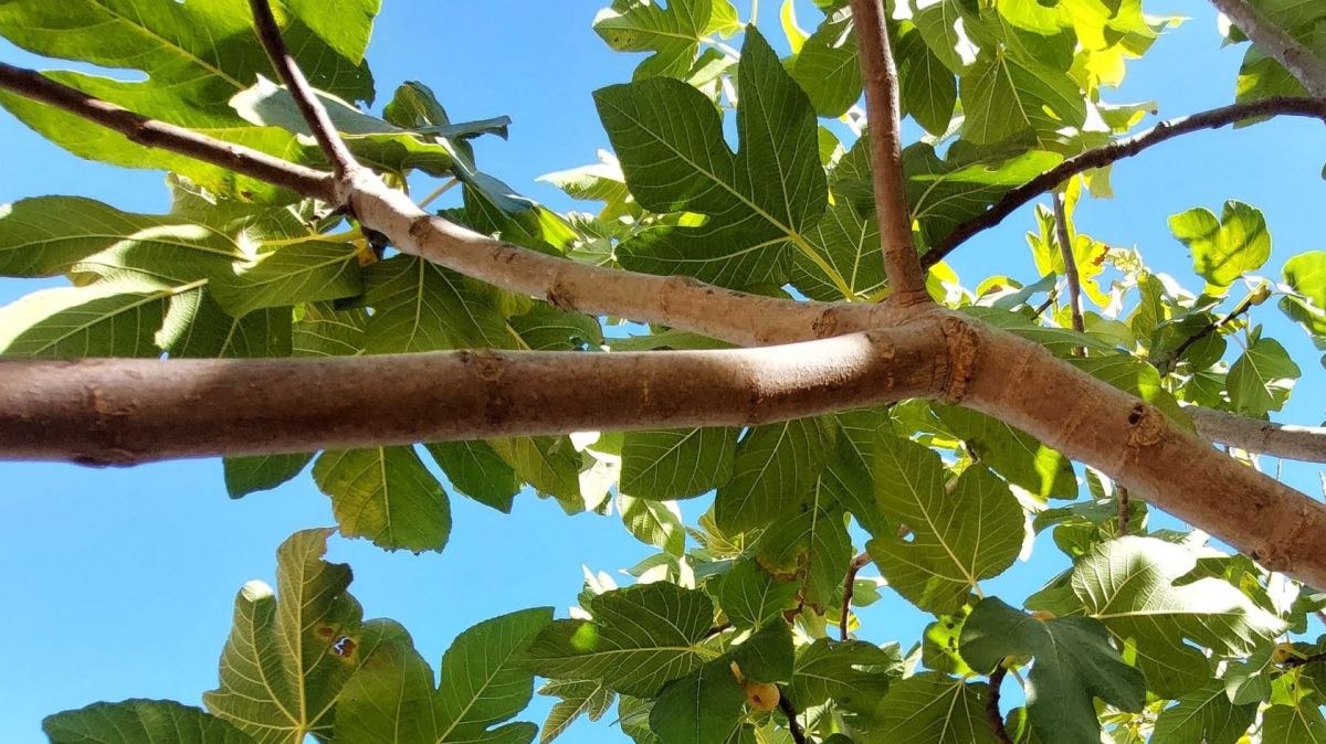 what-fruits-grow-in-portugal-the-portugal-news