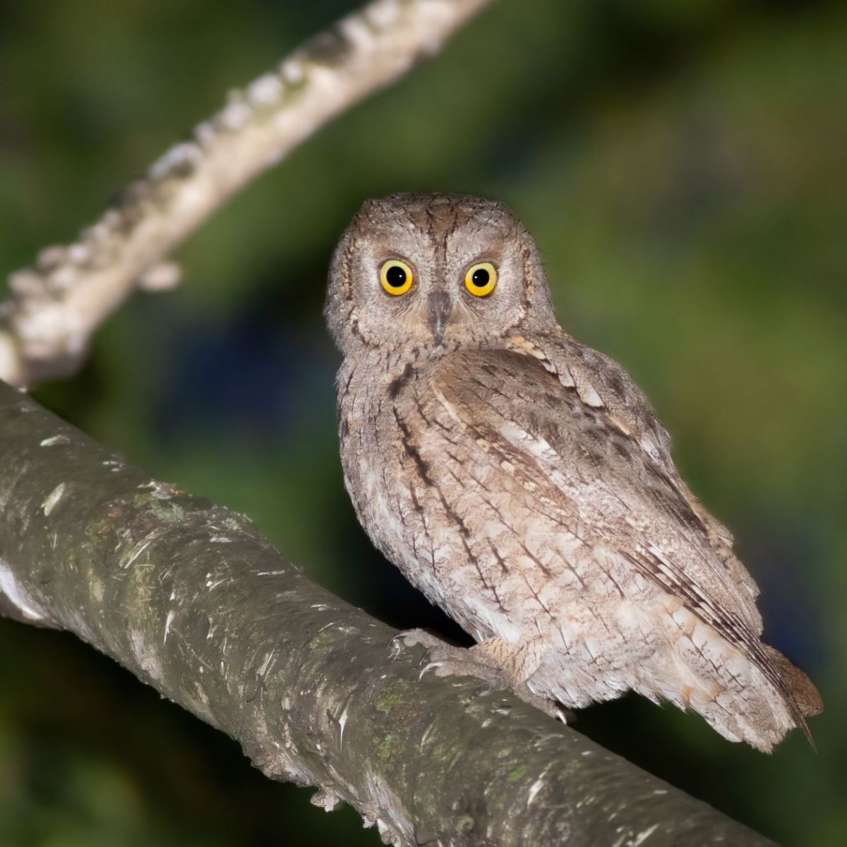 Corujas de Portugal - The Portugal News, image size:1200x1200