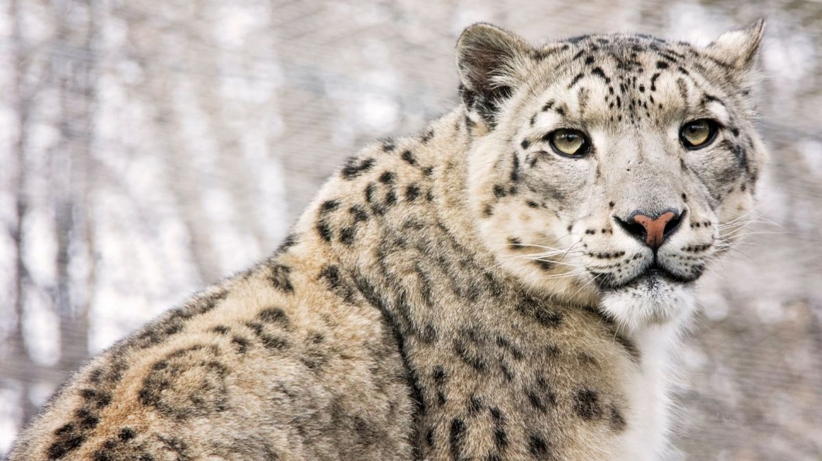 Portugal snow leopard fossil - The Portugal News