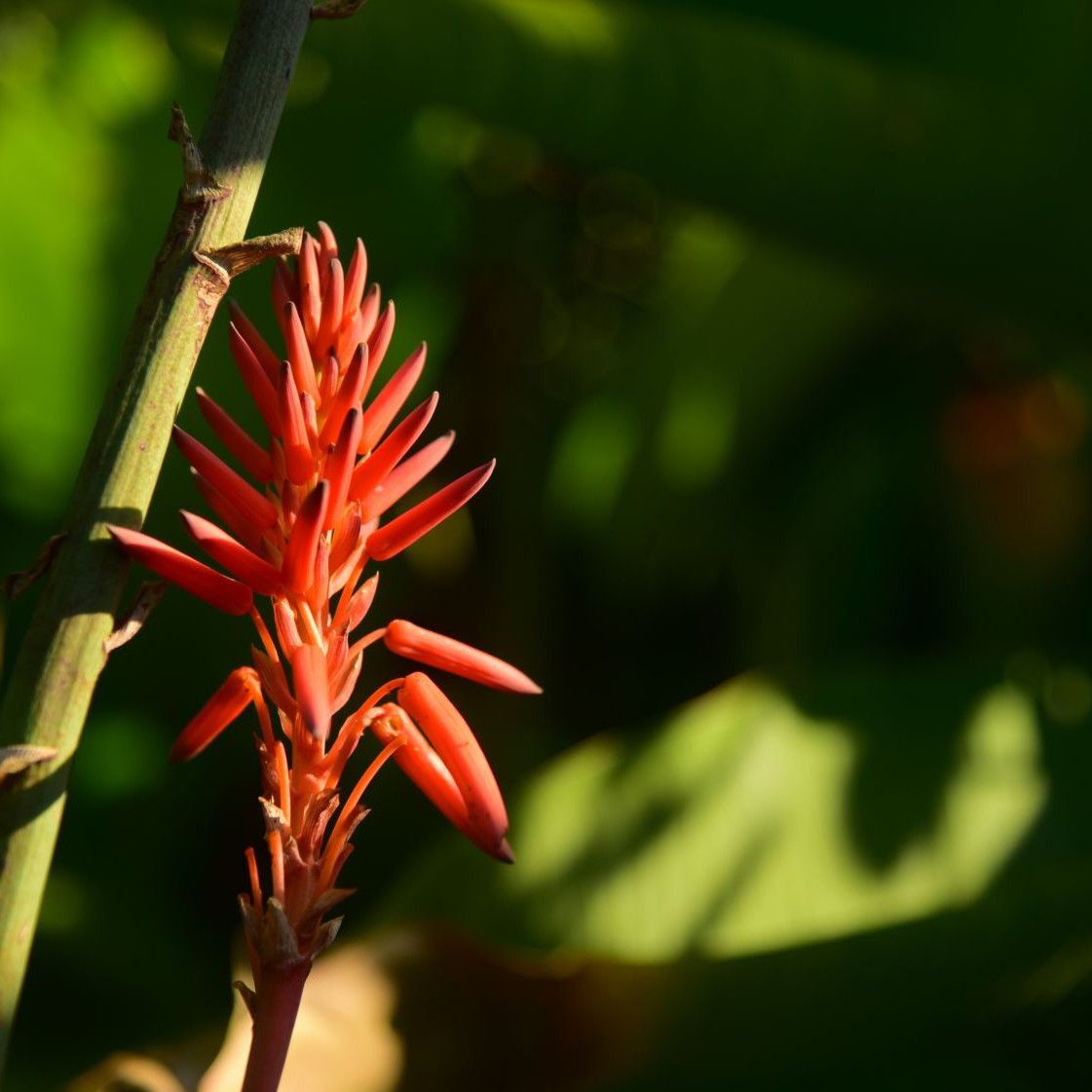 aloe vera utilisation Aloe Vera Gel for Face