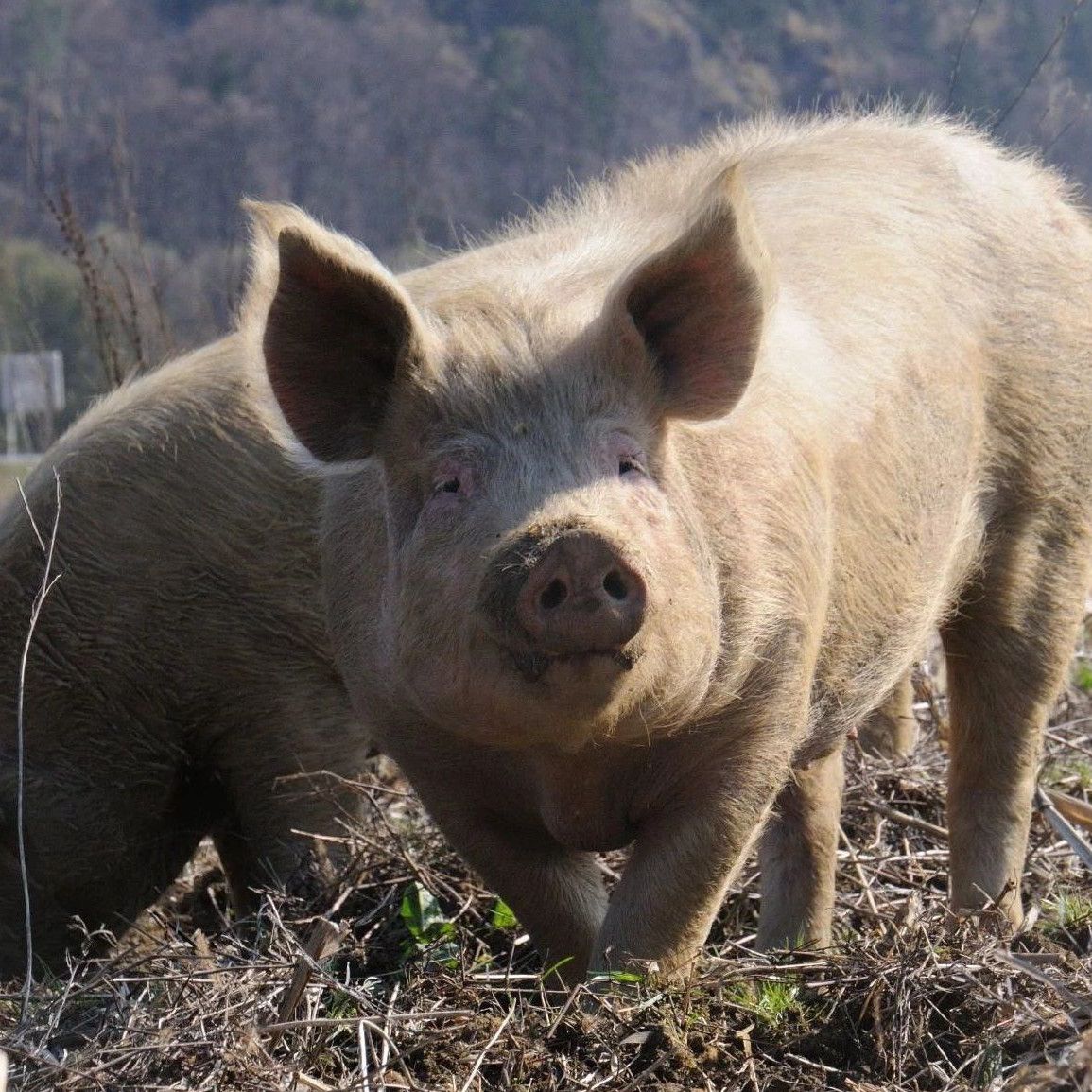 Varkensmanoeuvres - The Portugal News, image size:1155x1155