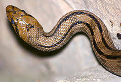 ‘Look before you leap, for snakes among sweet flowers do creep’
