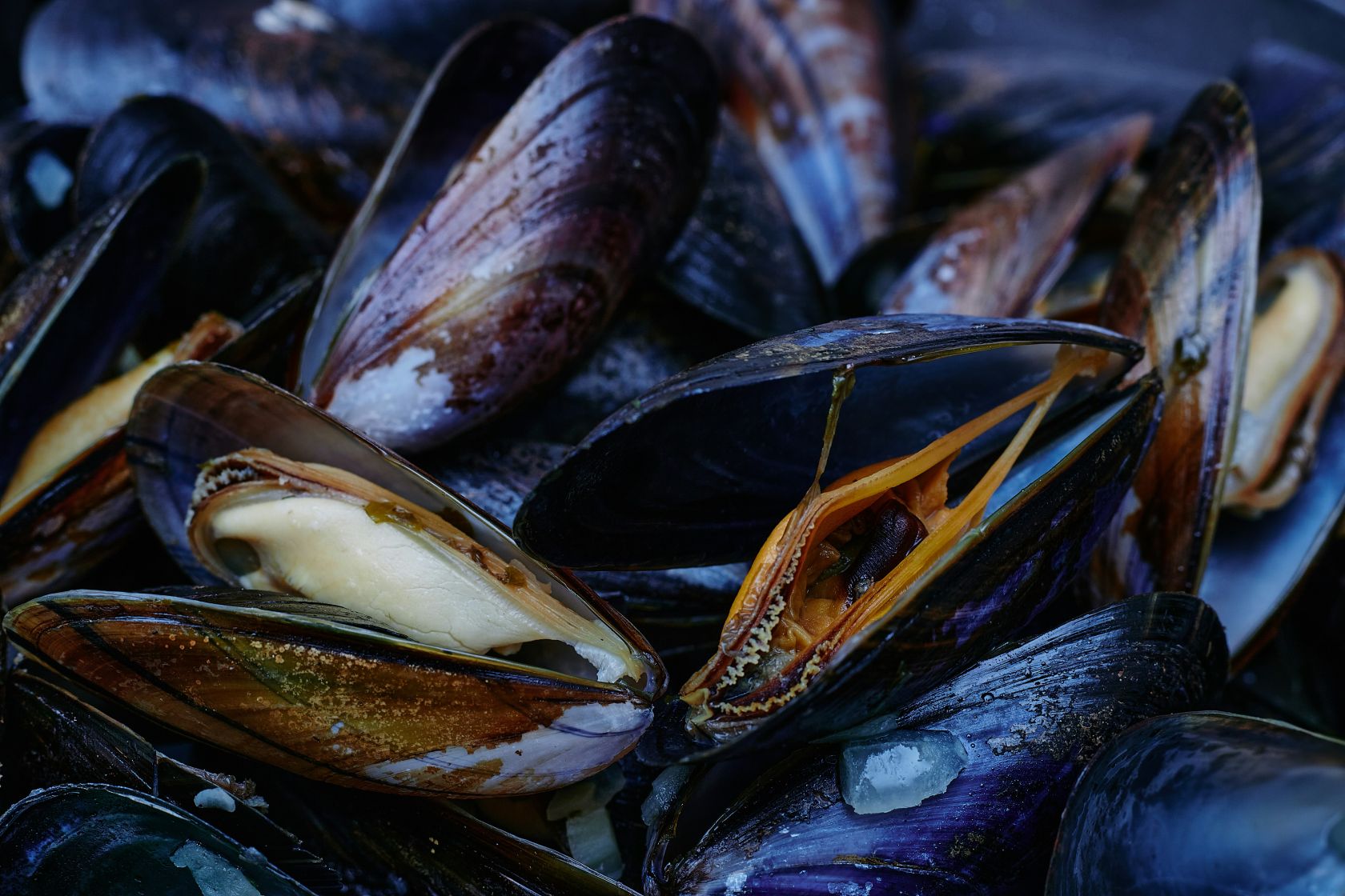 Mussel production at a “tipping point”
