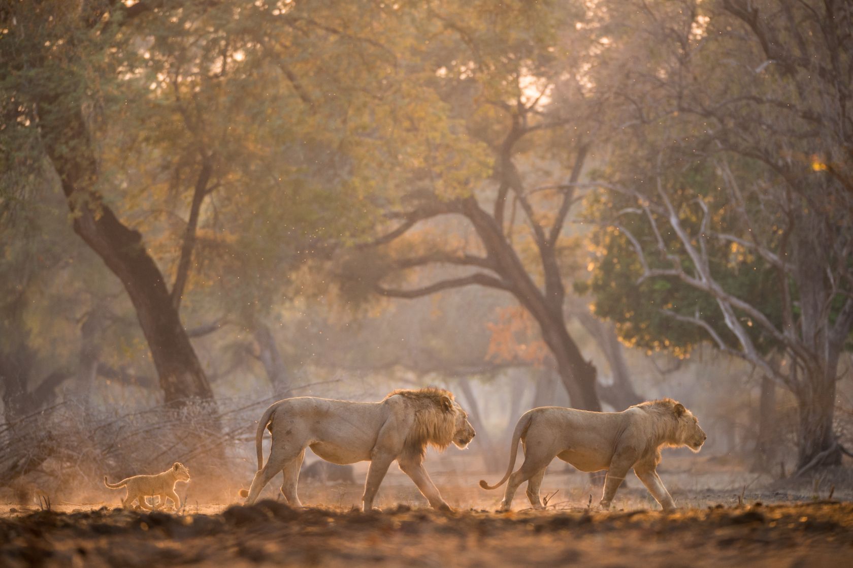 Chasing the Wild Heart: The Best Time to Go on an African Safari