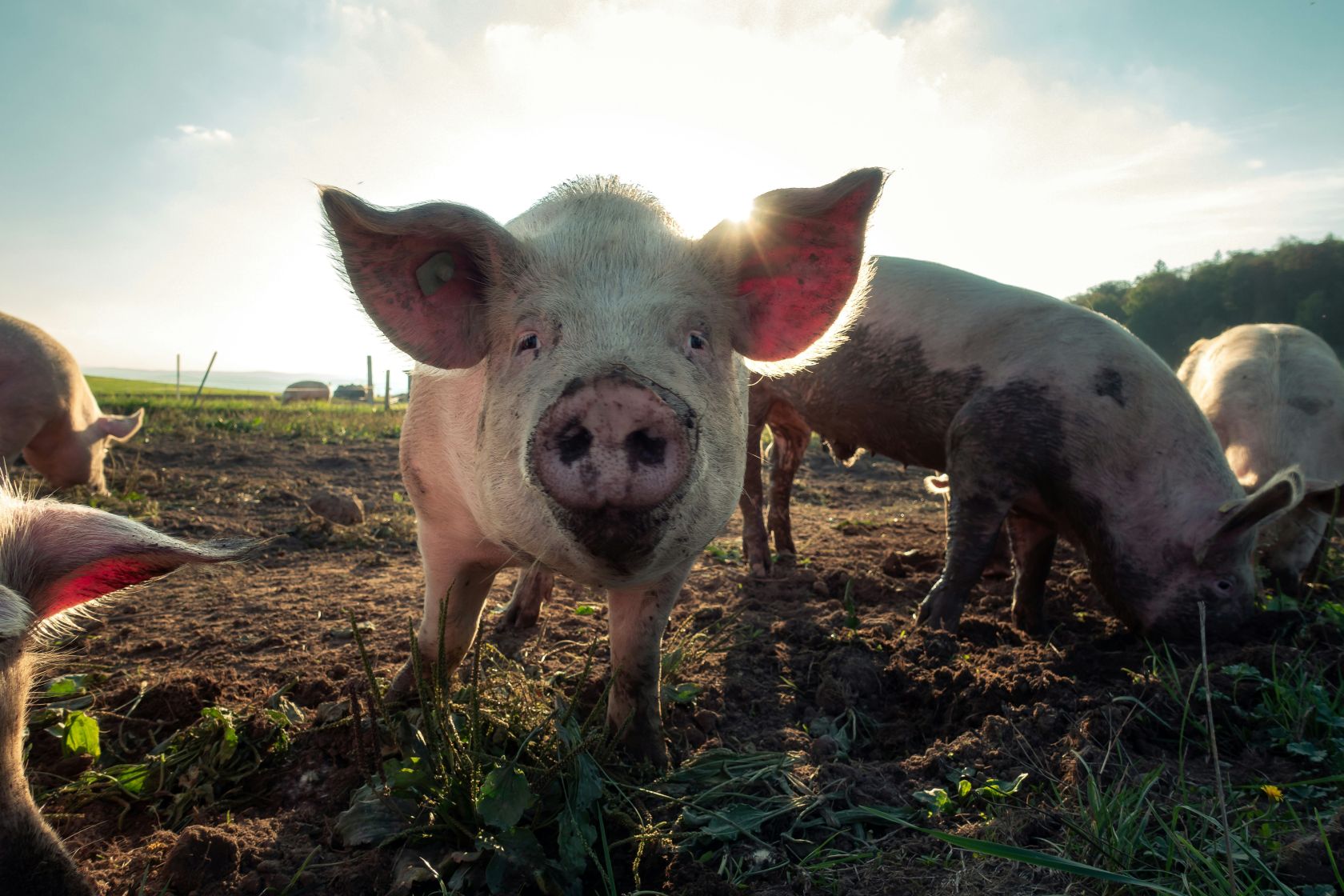 Pig farmers in Portugal point to “biggest crisis ever” due to bad weather