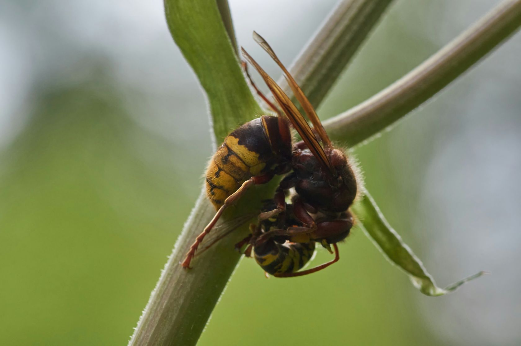 Controlling Chestnut Gall Wasp in Portugal