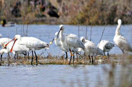 Government to protect Algarve wetlands