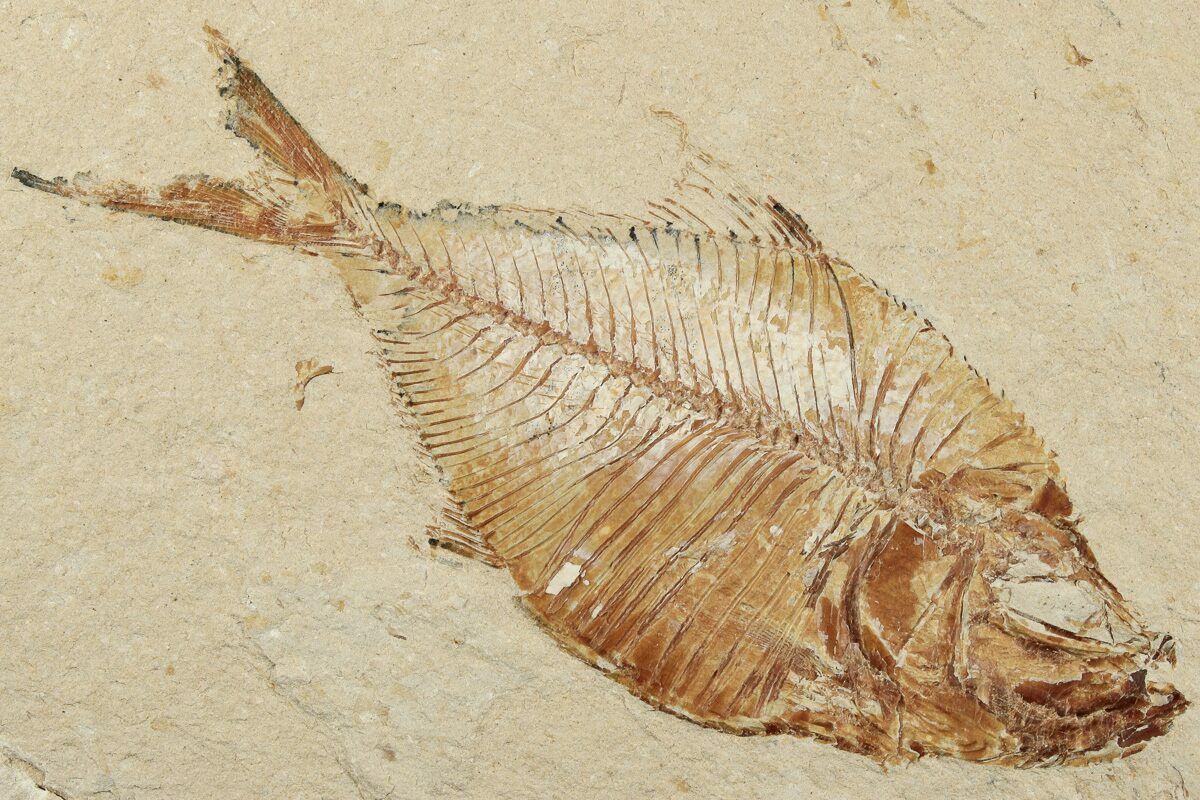 First tuna fossil discovered in Portugal