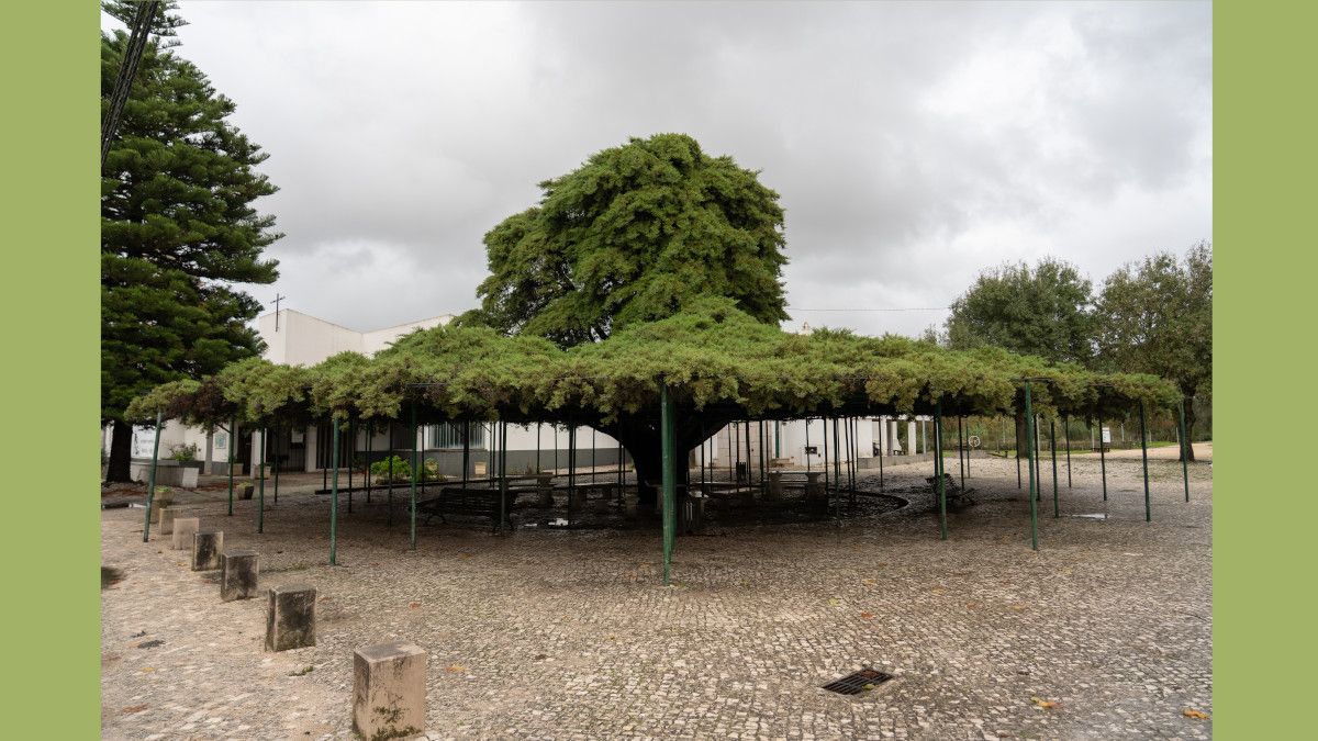 Portuguese tree running to be European Tree of the Year