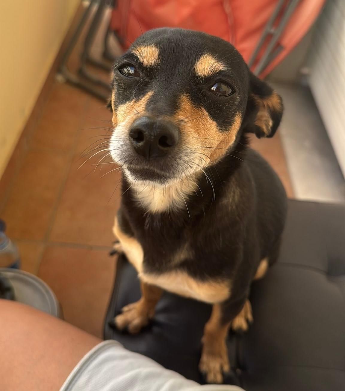 Paws for Applause – A very special lunch by StreetLife!