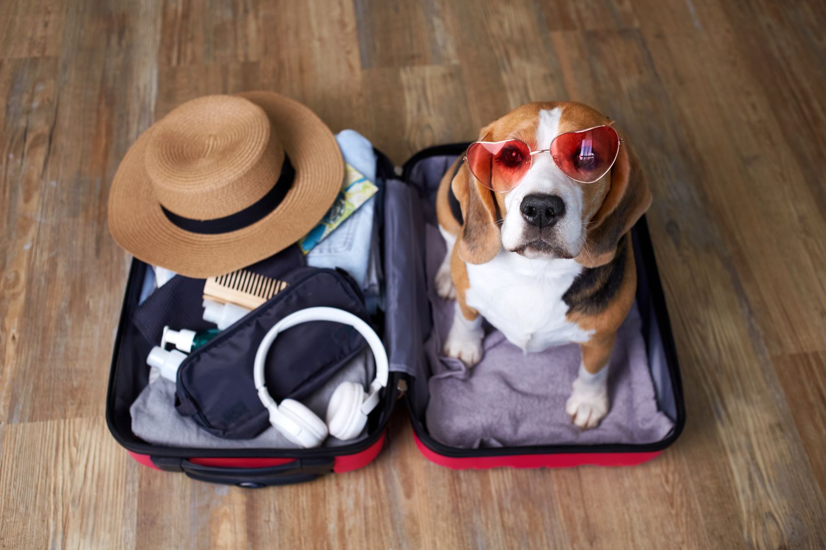 Nieuwe regels van de Europese Unie voor reizen met dieren worden van kracht