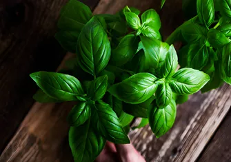 Plants and Feng Shui 
