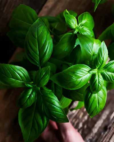 Plants and Feng Shui 