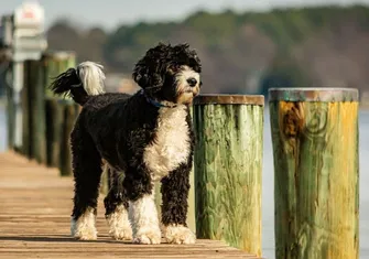 The Native Dogs of Portugal