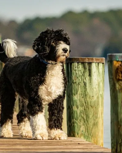 The Native Dogs of Portugal