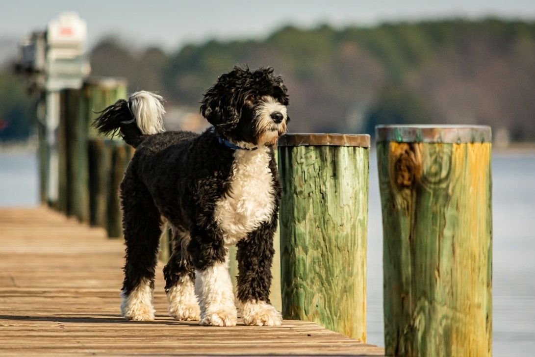 The Native Dogs of Portugal