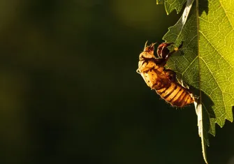 The Asian Hornets are coming to Portugal