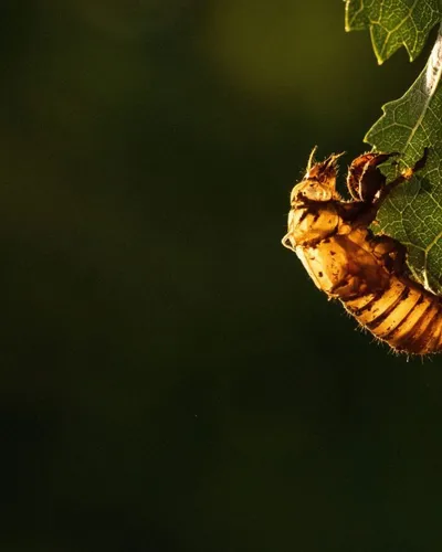 The Asian Hornets are coming to Portugal
