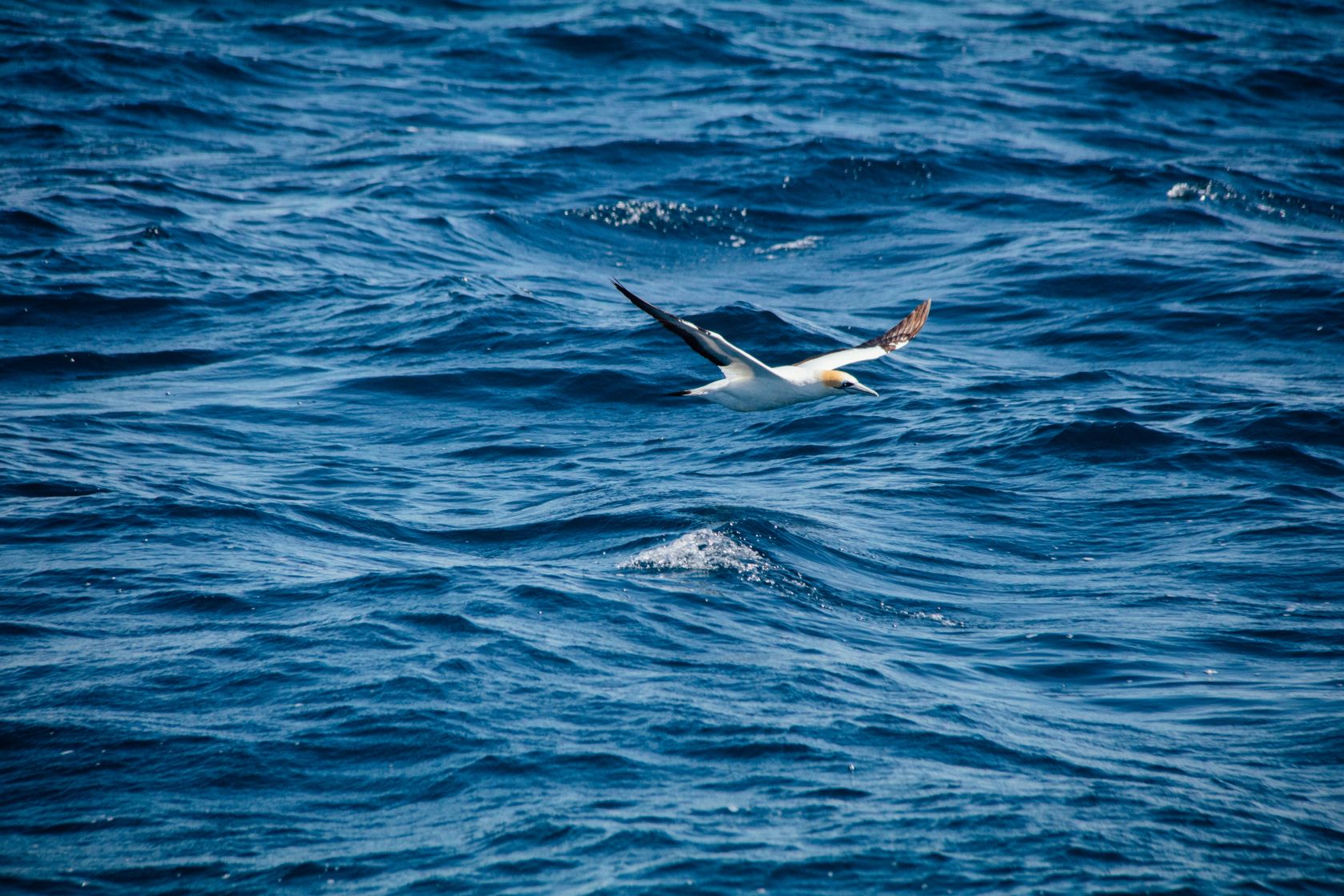 Portugal research found microplastics in seabirds