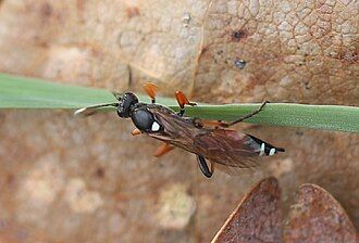 Unique wasp species found in Portugal for the first time