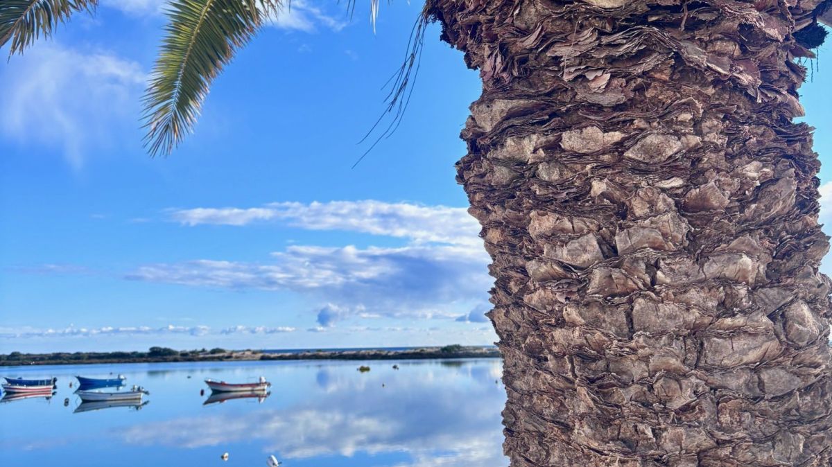 Palm tree overseeing the river