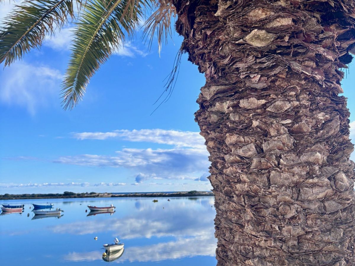 Palm tree overseeing the river