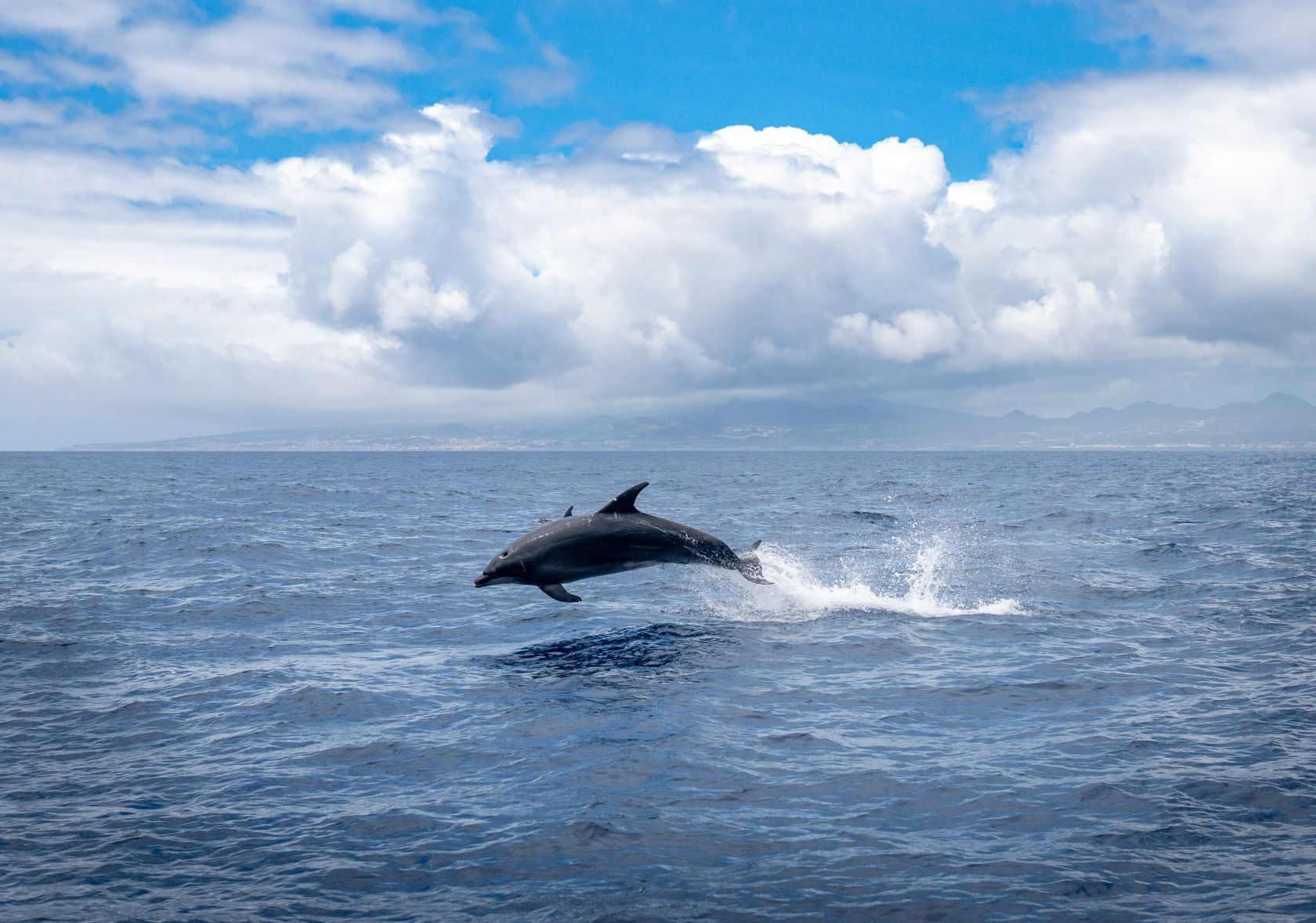 Dolphins washed ashore in Portugal due to pollution