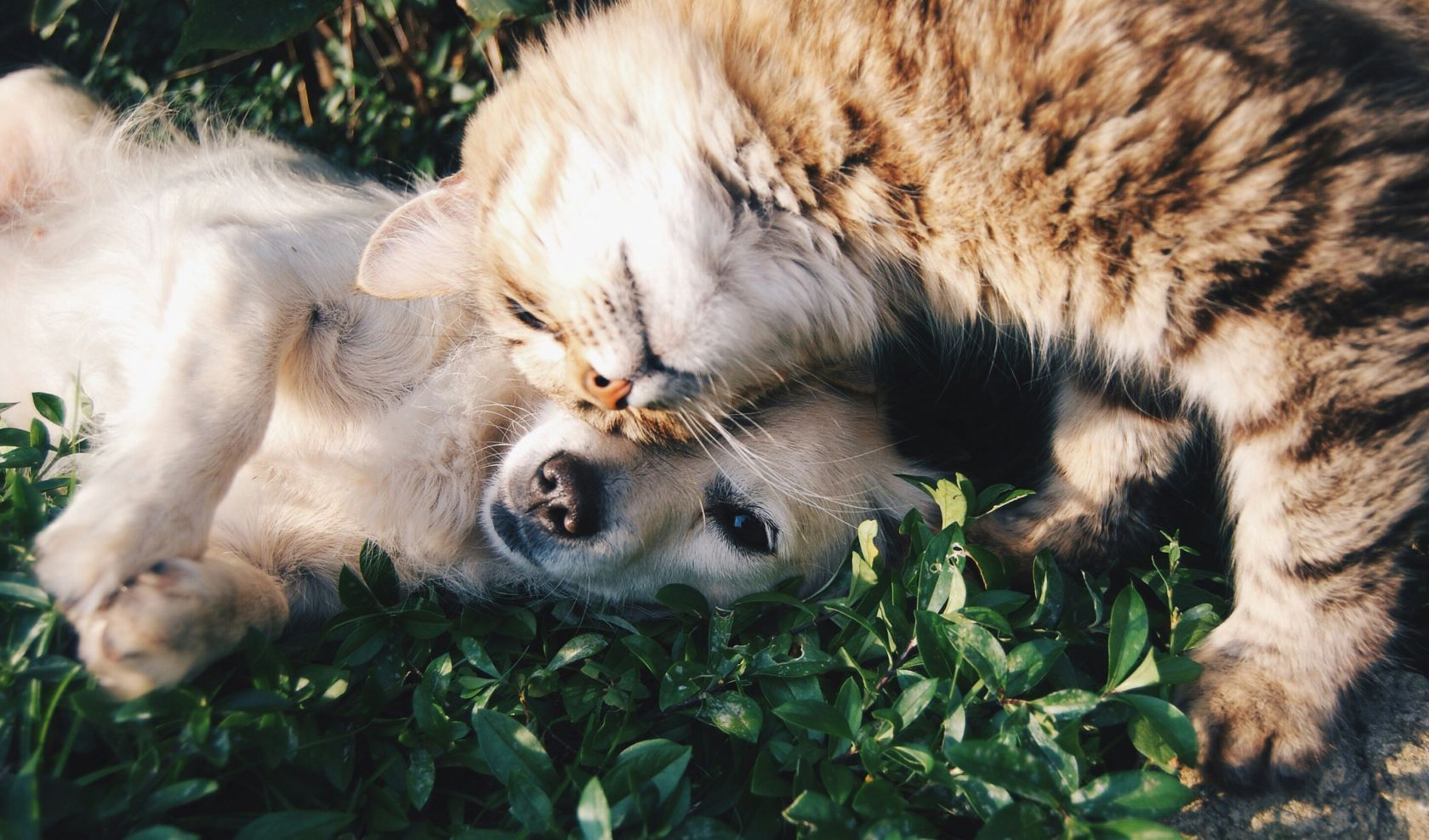 European Union approves deal on welfare for dogs and cats
