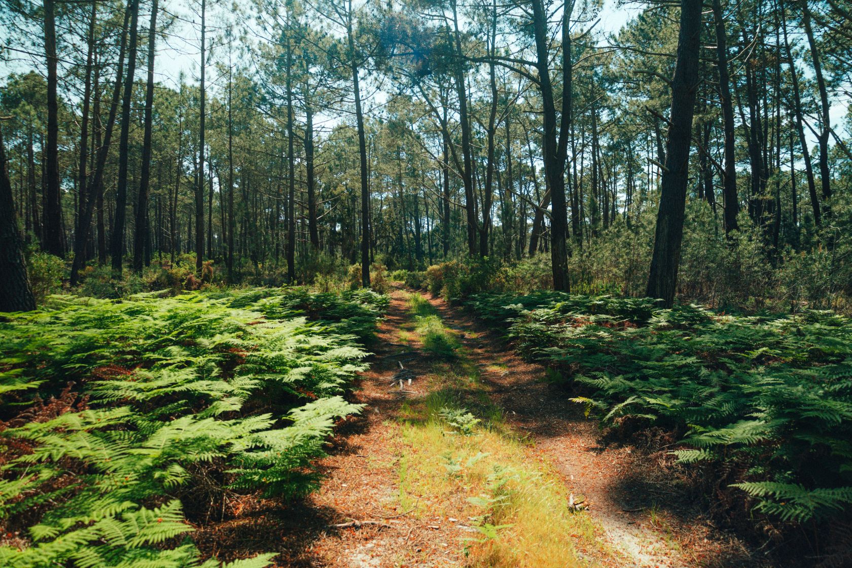 Portugal to invest 500 ME annually to accelerate nature restoration