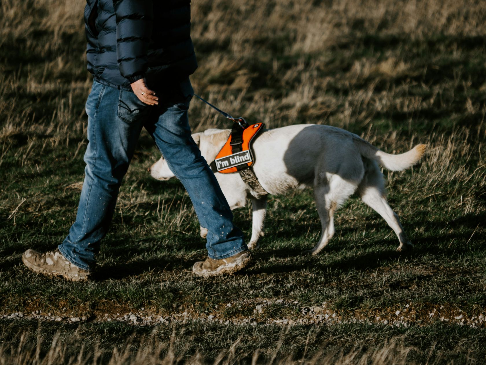 Law requires ride-hailing drivers to transport guide dogs in Portugal