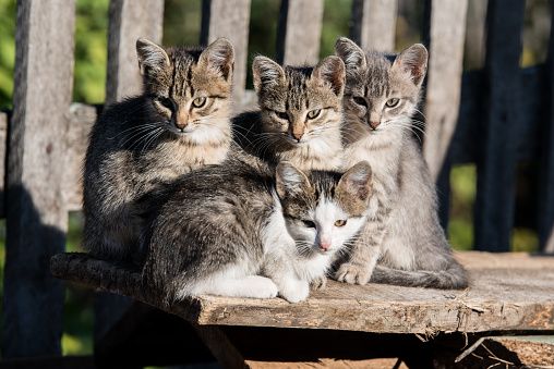 APAA zet zich in voor de bescherming van dieren