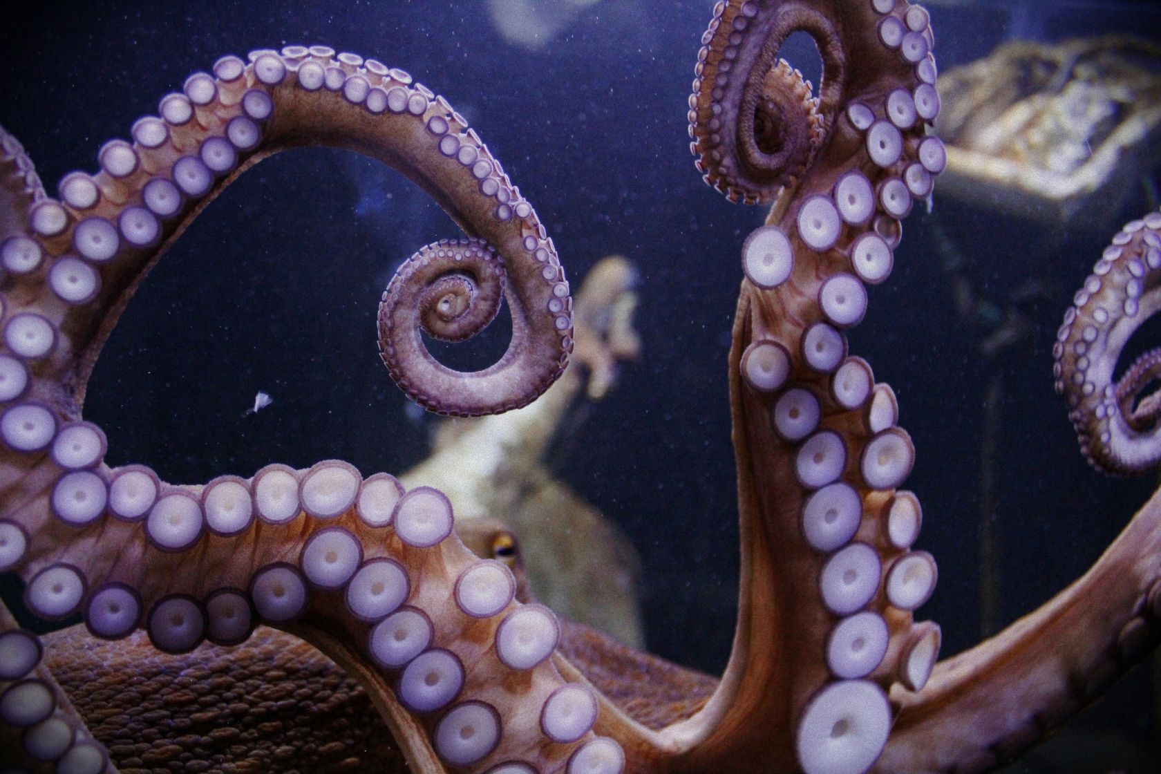 Octopus fishing ban suspended in the Algarve
