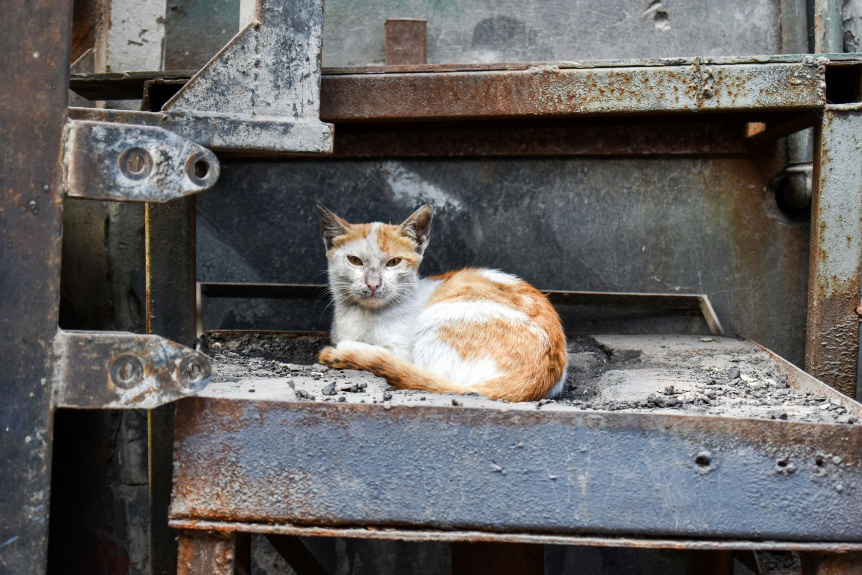 Dierenrechtenactivisten in Portugal pleiten voor betere maatregelen om het achterlaten van dieren te