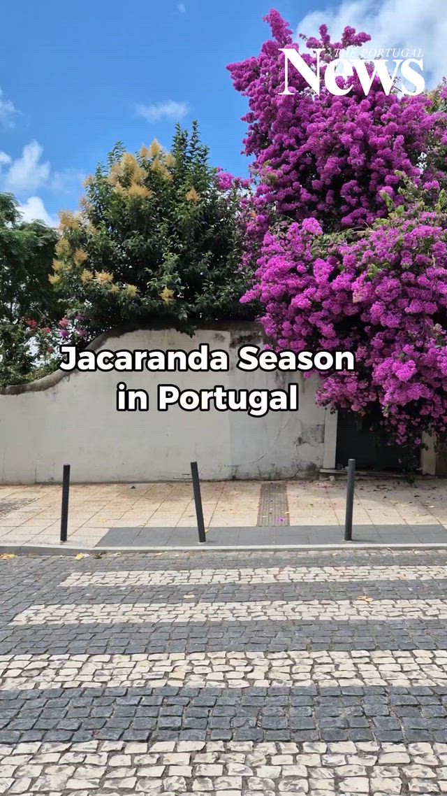 The Violet Canopy of Lisbon