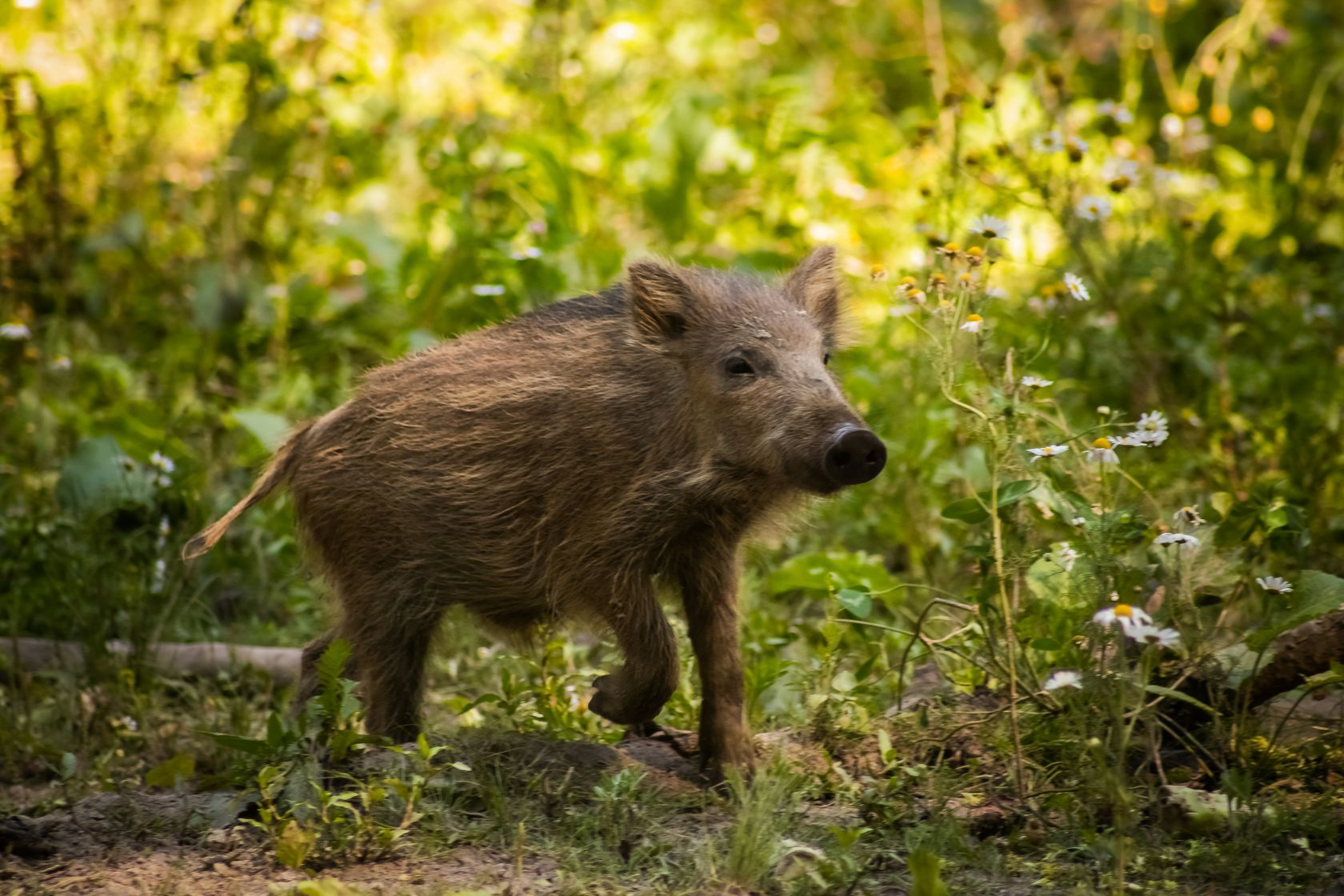 Wild boars targeting picnics at Portugal’s Arrábida coast