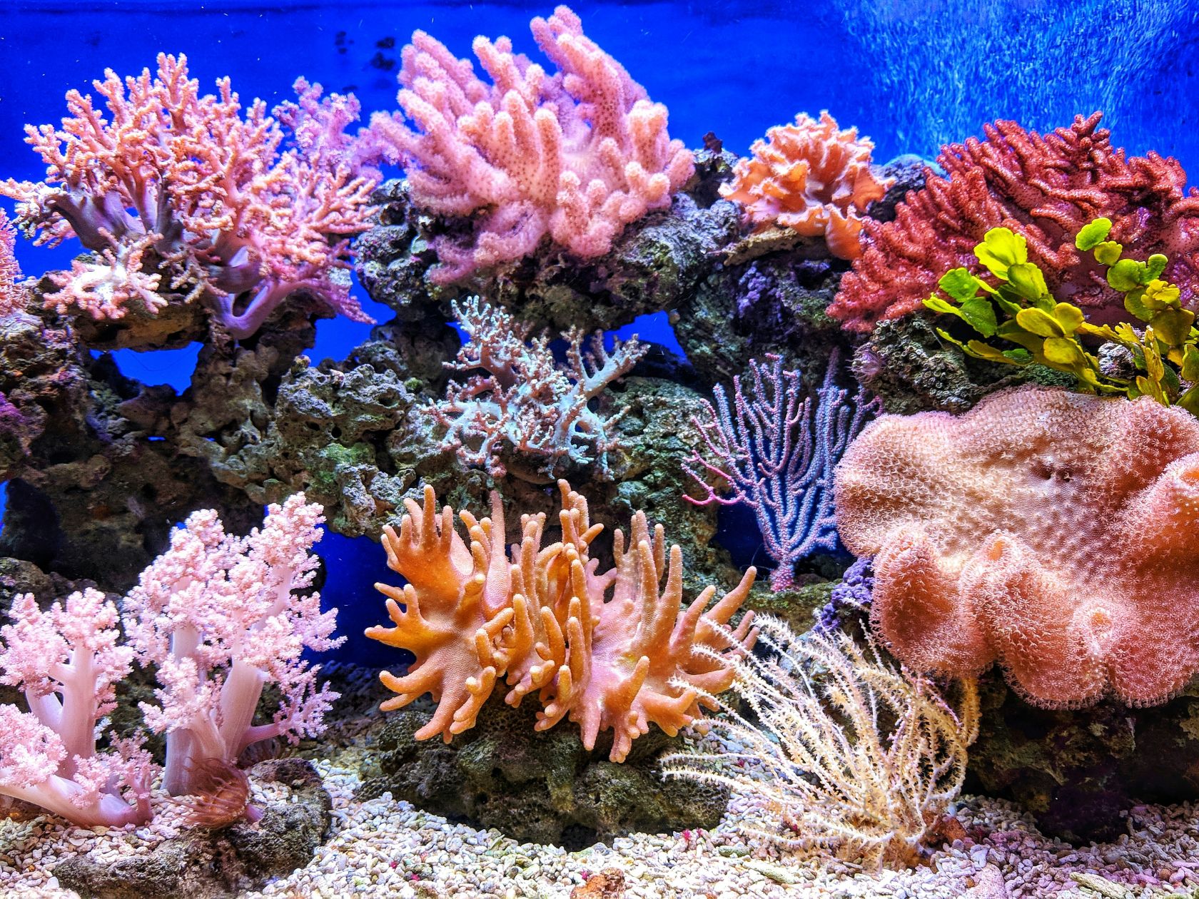 Reserva Marina de Aqaba en Jordania nominada por sus arrecifes resistentes