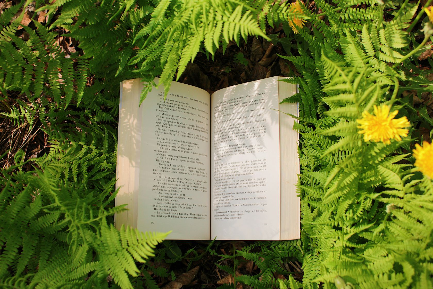 Nuevo libro destaca importancia de árboles para ciudades africanas ante cambio climático