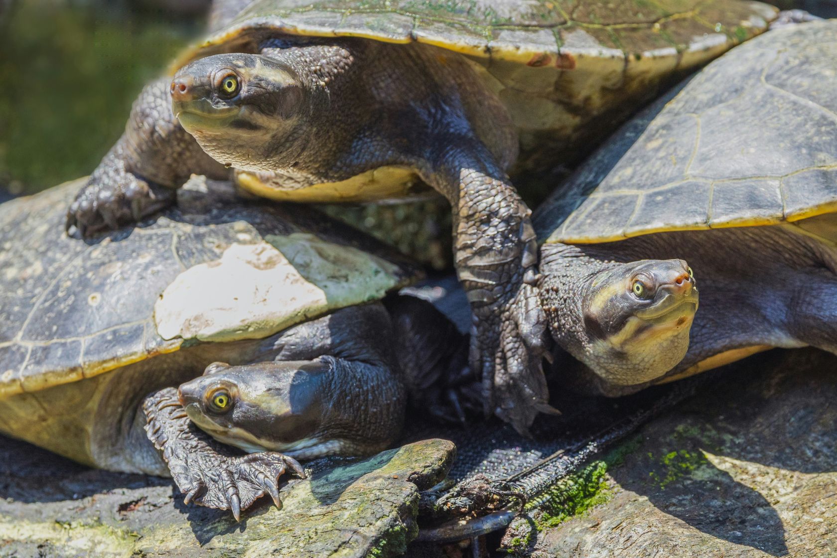 Er is een veldgids over waterschildpadden in Portugal opgesteld