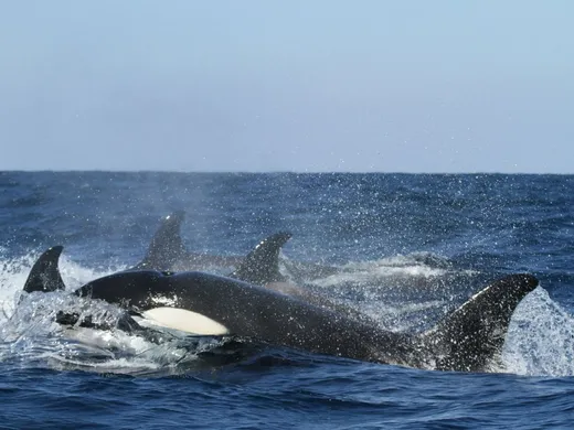 Marcal Fish Orcas continue to damage vessels off the Iberian Peninsula - The ...