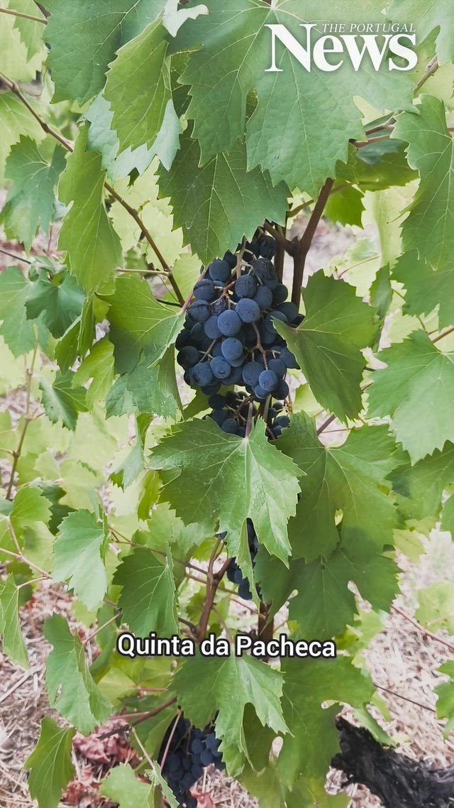 Staying at the 5–star Wine House Hotel in Douro Valley