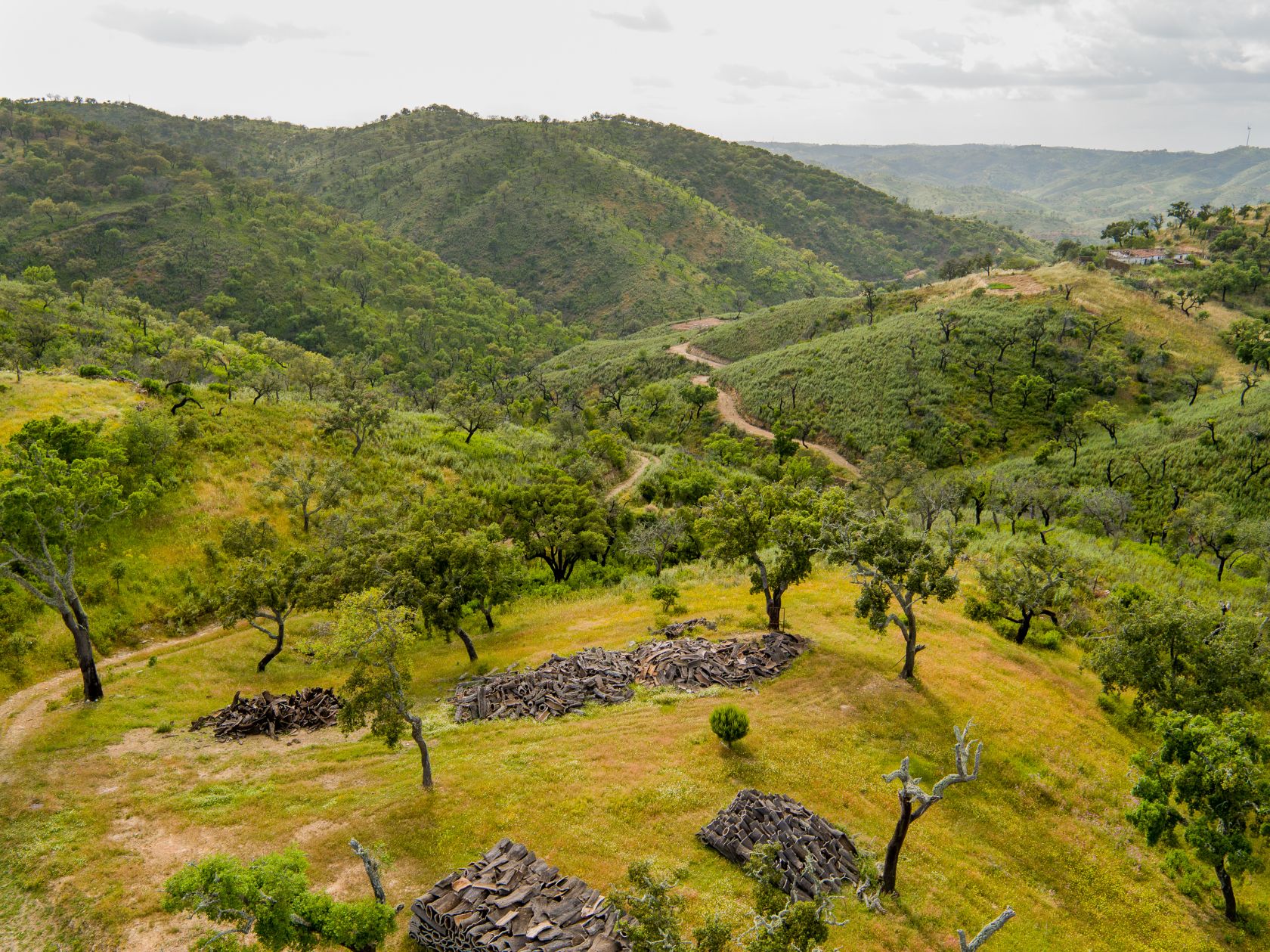 Portugal with highest forest growth in EU
