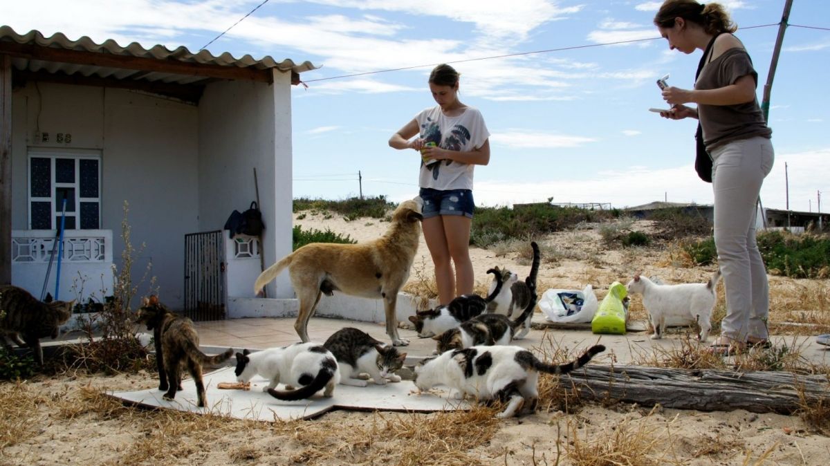 Millions allocated for pet welfare