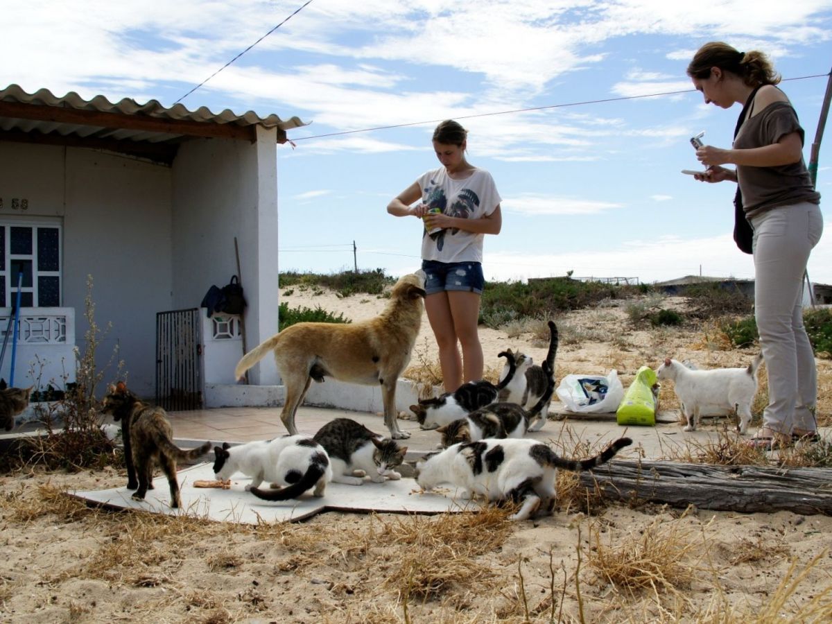 Millions allocated for pet welfare